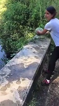 Ce chien va chercher les pastèques que sa maitresse lui lance dans la rivière