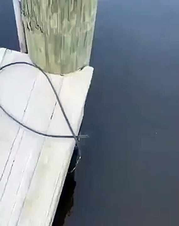 Scary fish