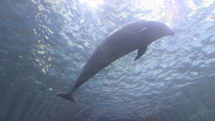 돌고래 방류 촉구에 울산 남구청 "시기상조" / YTN