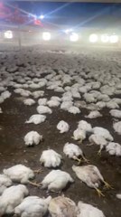 Mersin gündem haberleri... MERSİN'DE 20 BİN TAVUK ÖLDÜ