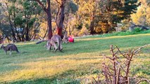 Kangaroo Teaches Joey How to Defend Itself