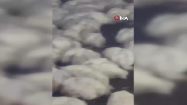 Mersin haberleri | Mersin'in Tarsus ilçesinde 20 bin tavuk telef oldu