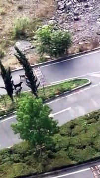 Sarıyer'de başıboş köpek saldırısına uğrayan bir kadın yaralandı