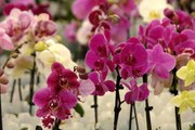 Yalova ekonomi haberi: Rusya, 'orkide' rotasını Yalova'ya çevirdi