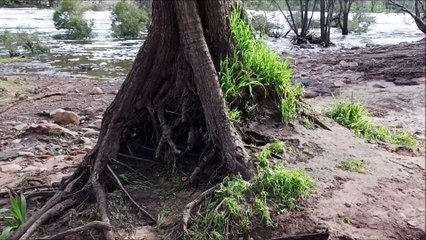 Bells Rapids Tourist Attractopm, Brigadoon - Perth, Western Australia