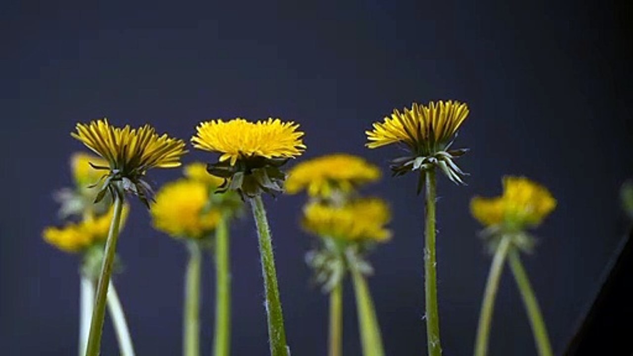 Flowers Sunrise  Hd Quality