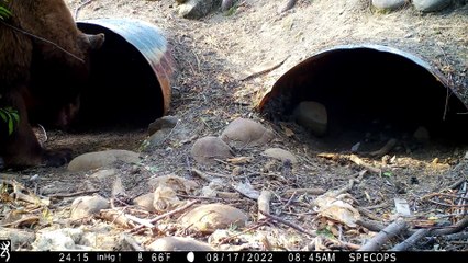 Bear Climbs Into Culvert Pipe