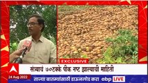 Heavy Rains in Nagpur : संत्रा उत्पादक शेतकऱ्यांना यंदा तिहेरी फटका