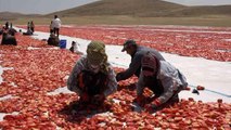 Mevsimlik işçi öğrencilerin büyük başarısı... Biri hukuk fakültesini kazandı biri Türkiye ikincisi oldu