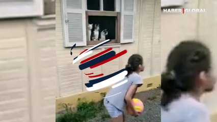 Mahalledeki voleybol maçını gözlerini kırpmadan izleyen kediler