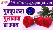 गुरुपुष्यामृत योगादिवशी गुलाबाचा कोणता उपाय करावा? Gurupushyamrut Yog | Benefits of Rose | Gulab