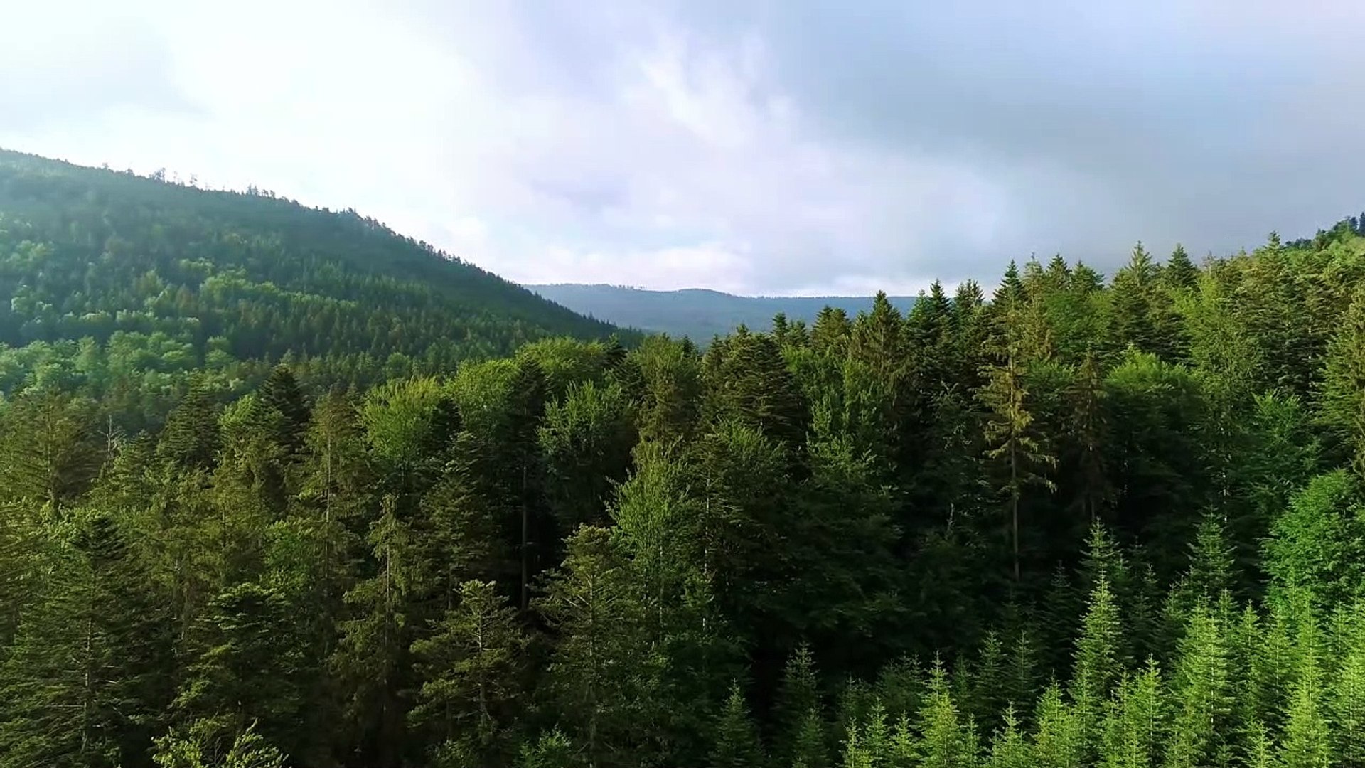 ⁣Forest - 18534 forest videos