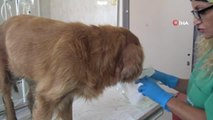 Bursa haberleri | Bursa'da ormana bırakılan cins köpeğin meme kanseri tedavisi devam ediyor