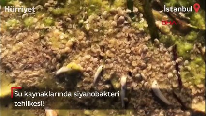 Su kaynaklarında siyanobakteri tehlikesi