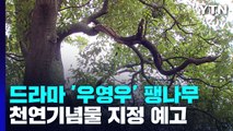 500살 '우영우' 팽나무 천연기념물 된다 / YTN