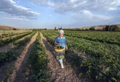 İzmir haberleri! Emine Erdoğan, Ayaş'ta çiftçi kadınlarla tarladan domates topladı, kışlık menemen yaptı