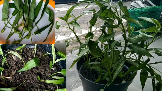cara mudah menanam kangkung menggunakan daun nya bisa banyak sekaligus