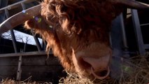 A Farm Through Time S01E01