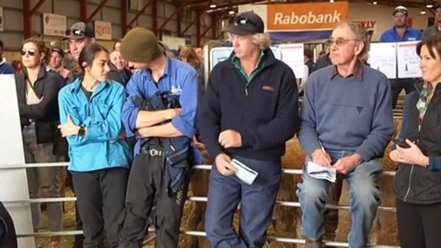 Western Australia dog auction attracts big buyers