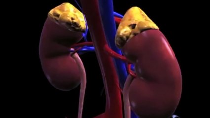 How Worry and Stress Affects You at the Cellular Level - Dr Burg