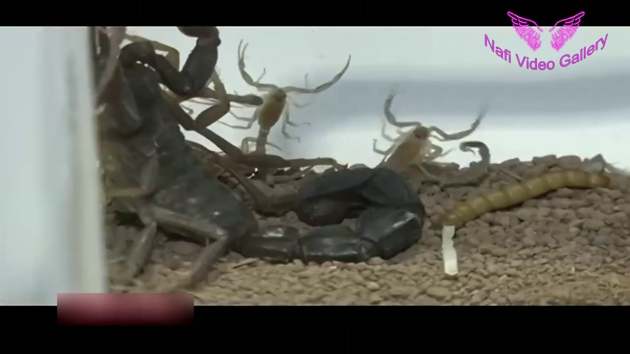 কি কাজে লাগে বিশ্বের সবচেয়ে দামি বিষ, দাম শুনে চক্ষু চড়ক গাছ! _ Turkey Poison