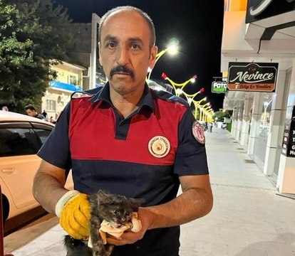 Son dakika haberleri... Araçta sıkışan yavru kedi itfaiye ekiplerince kurtardı