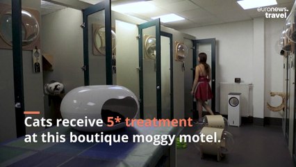 Cat hotels rise in popularity as Parisians take off for their August holiday