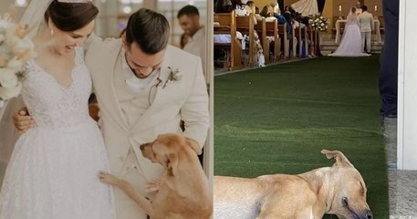 Ce chien s'incruste dans un mariage, les mariés décident de l'adopter