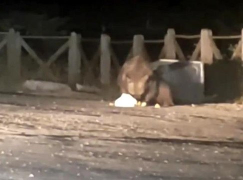 Uludağ'da aç kalan ayı oteller bölgesine geldi