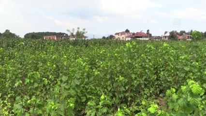 Fındıkta ocak sistemine alternatif tek dal üretimle verim artışı hedefliyor