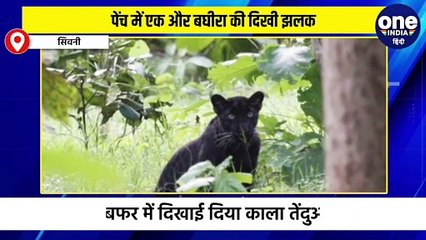 मोगली का घर कहे जाने वाले सिवनी के पेंच टाइगर रिजर्व में एक और बघीरा ने अपनी मौजूदगी कराई दर्ज