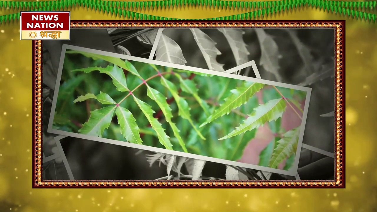 नीम की कड़वाहट से पितृ बरसाएंगे प्यार, शनि के क्रोध और पितृ दोष की रामबाण काट NN Shraddha|News Nation Shraddha|Neem Remedies|Neem Ke Upay|Pitr Dosh|Shani Dev