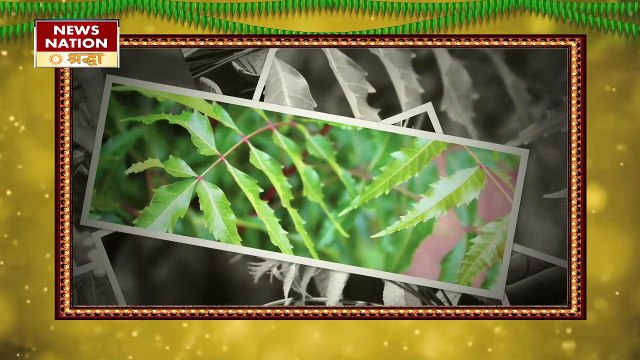 नीम की कड़वाहट से पितृ बरसाएंगे प्यार, शनि के क्रोध और पितृ दोष की रामबाण काट NN Shraddha|News Nation Shraddha|Neem Remedies|Neem Ke Upay|Pitr Dosh|Shani Dev