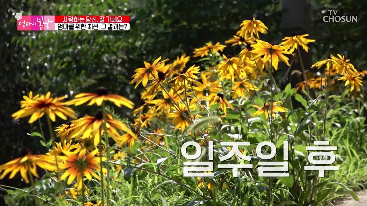 허리를 쫙 펴고 얼굴도 핀 엄마의 해가 뜬 날 TV CHOSUN 20220821방송