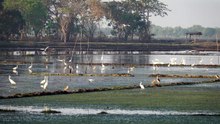 bird field
