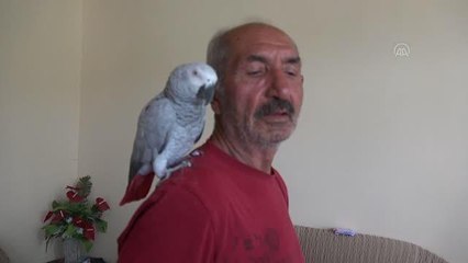 3 gün önce kaybolan papağanları "Sultan"a kavuşan çift mutluluk yaşadı