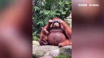 Yerde bulduğu güneş gözlüğünü deneyen orangutan poz vermeyi de ihmal etmedi