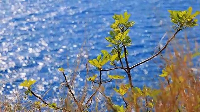 Happy Times musicDelicate music| calms the nervous system and pleases soulexcellent music for nervous...