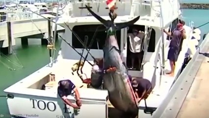 15 Biggest Catches of All Time