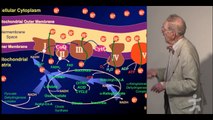Dr. Bruce Ames (biochemist), Vitamin and Mineral Inadequacy Accelerates Aging-associated Disease