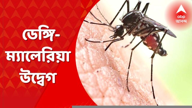 Dengue Malaria Fear: বৃষ্টির মধ্যেই জমা জলে মশার আতঙ্ক! কলকাতা থেকে জেলা... চোখ রাঙাচ্ছে ডেঙ্গি, ম্যালেরিয়া। Bangla News
