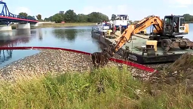 Fischsterben in der Oder: Polen wirft Deutschland fake news vor