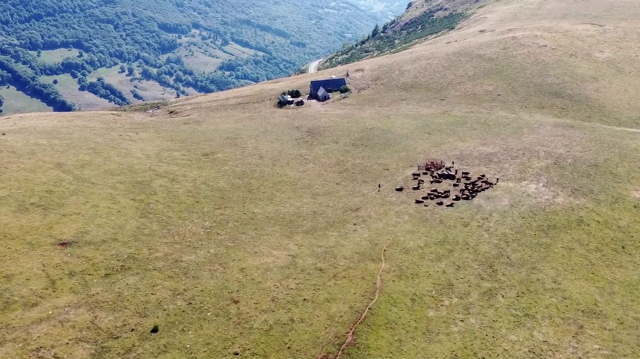 2022 Salers, la traite des vaches au buron d'Algour * Trigone Production