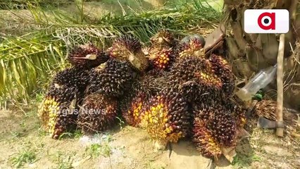 Man Becomes Successful Farmer of Palmolein Cultivation in Bhadrak Even After Retirement Age