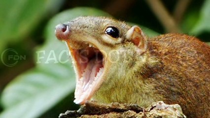 Did You Know? The Tree Shrew || FACTS || TRIVIA