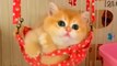 Amazing Baby Cat  Videos _ Cute Animals Video _ Little Cat Swinging On The Swing #shorts #animals
