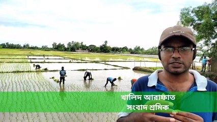 Life Living Nature | Paddy Plantation In Dinajpur| দিনাজপুরে আমন ধান রোপন  #dinajpurvideo2022 #vagabonddiary #plantation #paddy #rice