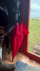 Mongol Derby wet ride | August 21, 2022 | Katherine Times