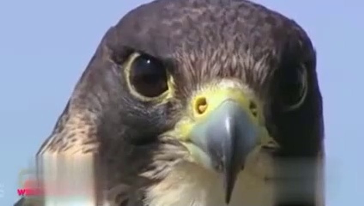 POWERFUL EAGLES