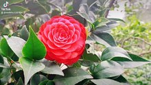beautiful camellia